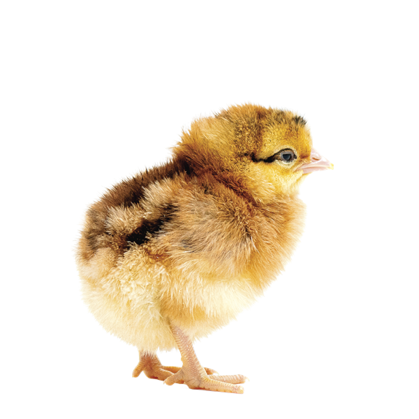Chicks