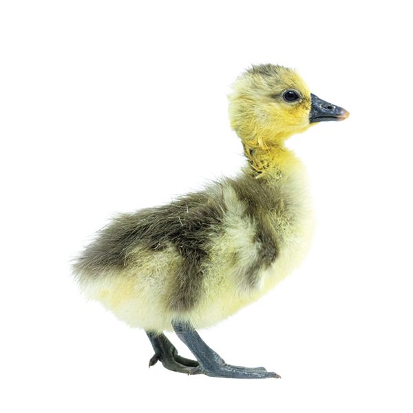 Geese