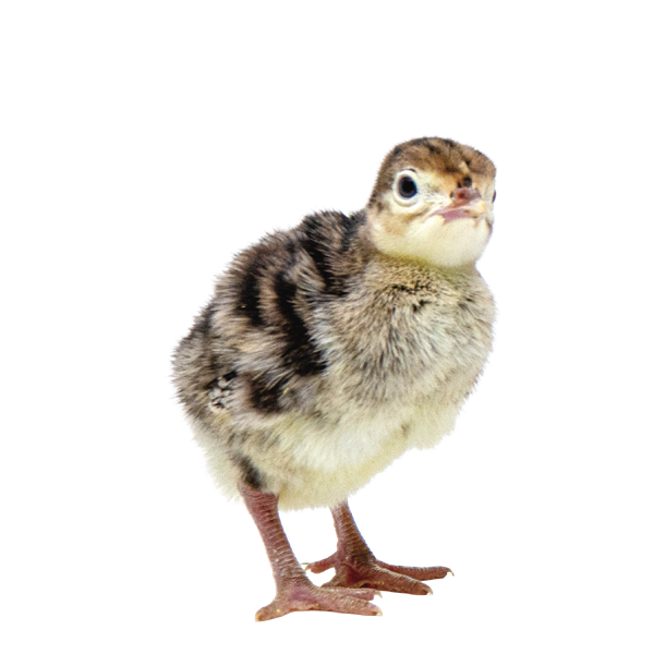 Guineas