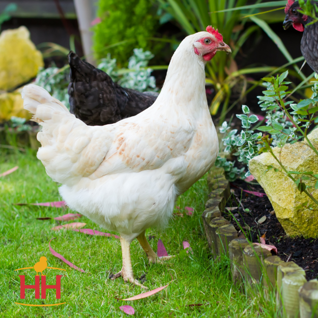 Adult Amberlink Hen