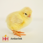 Amberlink Chick