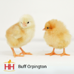 Picture of Buff Orpington