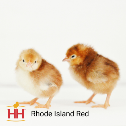 Picture of Rhode Island Red