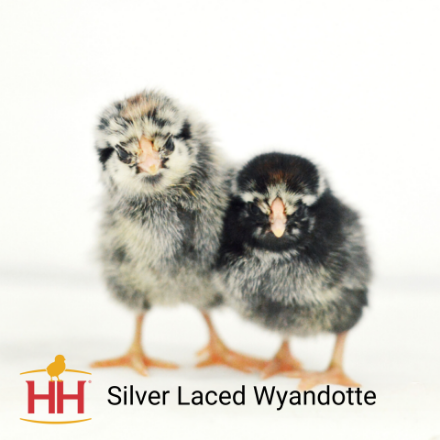 Picture of Silver Laced Wyandotte