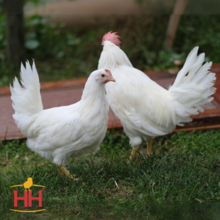 Picture of White Leghorn