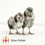 Picture of Silver Polish