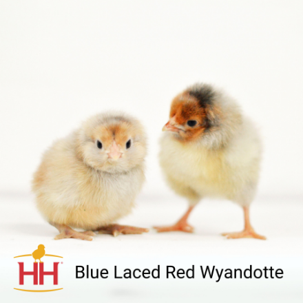 Picture of Blue Laced Red Wyandotte