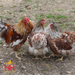 Picture of Blue Laced Red Wyandotte