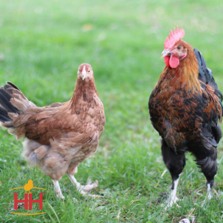 Picture of French Wheaten Marans