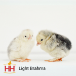 Picture of Light Brahma