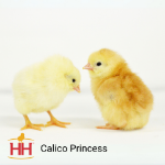 Calico Princess | Hoover's Hatchery