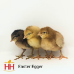 Picture of Easter Egger