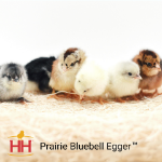 Picture of Prairie Bluebell Egger