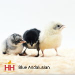 Picture of Blue Andalusian