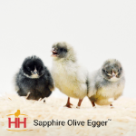 Picture of Sapphire Olive Egger