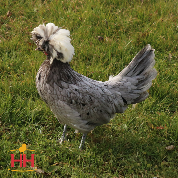 Picture of White Crested Blue Polish