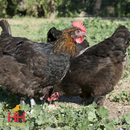 Picture of French Black Copper Marans