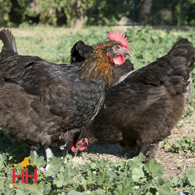 Picture of French Black Copper Marans