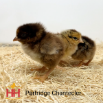 Picture of Partridge Chantecler