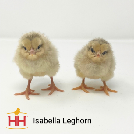 Picture of Isabella Leghorn