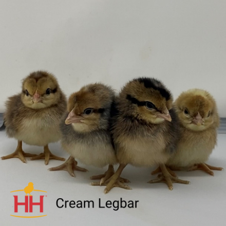 Picture of Cream Legbar