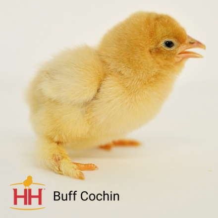 Picture of Buff Cochin