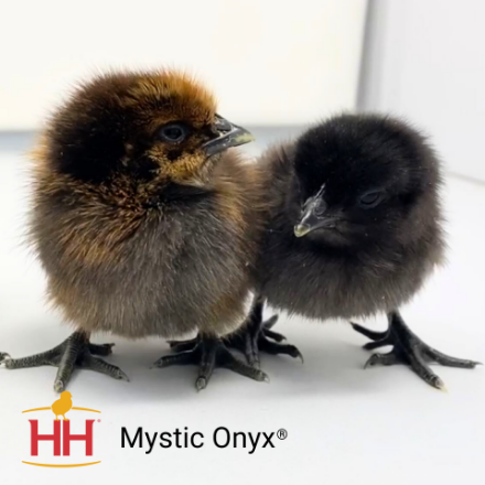 Picture of Mystic Onyx