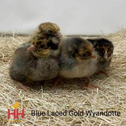 Picture of Blue Laced Gold Wyandotte