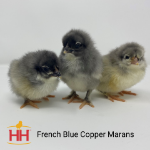 Picture of French Blue Copper Marans