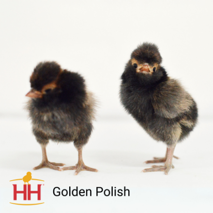 Picture of Golden Polish