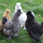 Picture of Mixed Silkie Bantams- Straight Run