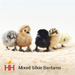 Picture of Mixed Silkie Bantams- Straight Run