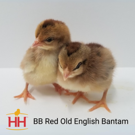 Picture of BB Red Old English Bantam- Straight Run