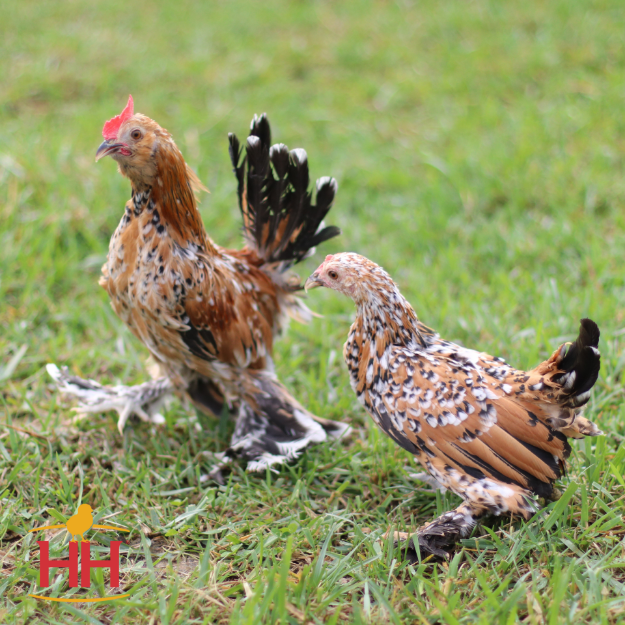 Picture of Mille Fleur d'Uccle Bantam- Straight Run