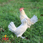 Picture of Porcelain d'Uccle Bantam- Straight Run