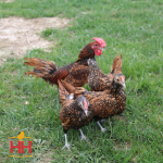 Picture of Golden Sebright Bantam- Straight Run