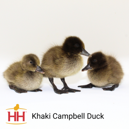 Picture of Khaki Campbell Ducks- Straight Run