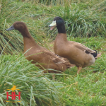 Picture of Khaki Campbell Ducks- Straight Run