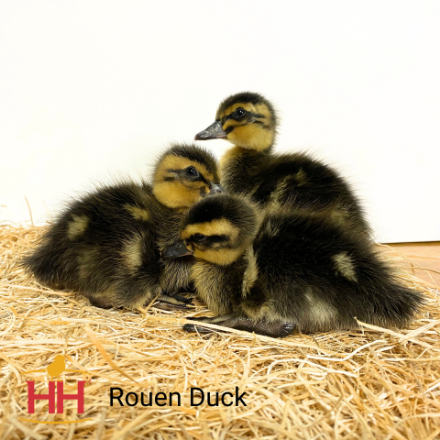 Picture of Rouen Duck- Straight Run