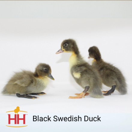 Picture of Black Swedish Duck- Straight Run