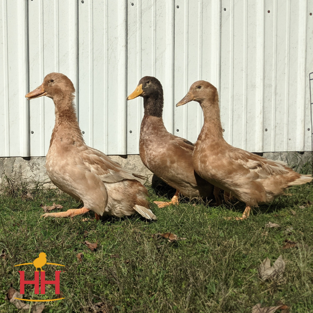 Buff Duck- Straight Run | Hoover's Hatchery