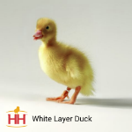 Picture of White Layer Duck- Straight Run