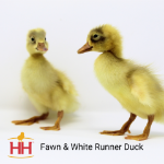 Picture of Fawn and White Runner Duck- Straight Run