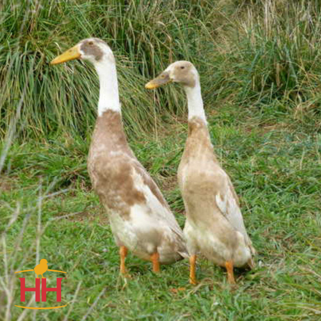 Picture of Fawn and White Runner Duck- Straight Run