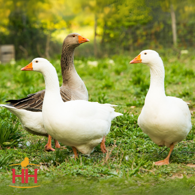 Picture of Assorted Geese- Straight Run