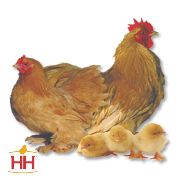 Picture of Buff Cochin Bantam- Straight Run