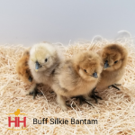 Picture of Buff Silkie Bantam- Straight Run