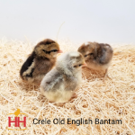 Picture of Crele Old English Bantam- Straight Run