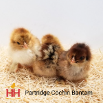 Picture of Partridge Cochin Bantam- Straight Run