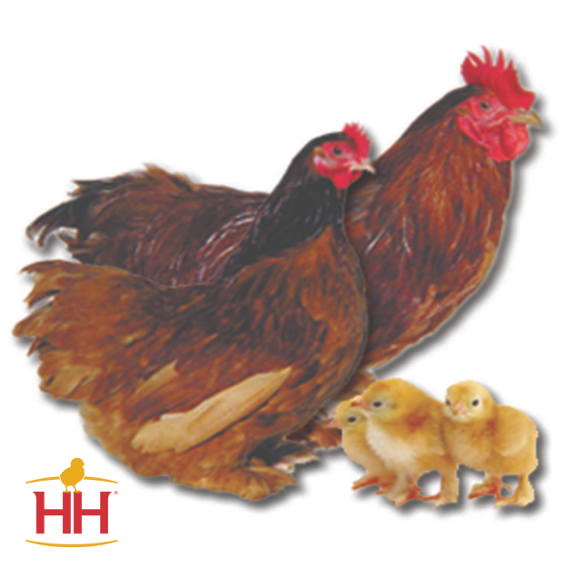 Picture of Red Cochin Bantam- Straight Run